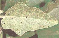 Eggplant Flea beetle (Epitaix Xuscula).